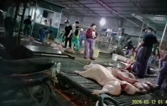 Hà Nội tổng kiểm tra bếp ăn tập thể, trường học sau vụ phát hiện gần 300 tấn heo bệnh