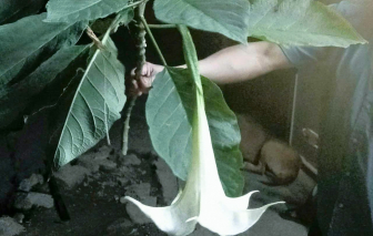 Hái rau ven suối về nấu ăn, 3 người nhập viện cấp cứu