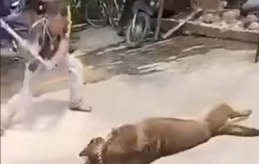 Chó becgie tuột xích, cắn chủ nhà tử vong