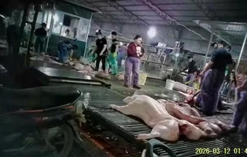 Hà Nội tổng kiểm tra bếp ăn tập thể, trường học sau vụ phát hiện gần 300 tấn heo bệnh