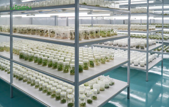 ViGen - Cây giống công nghệ cao: Sự lựa chọn chiến lược cho các dự án nông nghiệp quy mô lớn