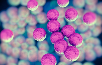 Phát hiện vi khuẩn có khả năng bảo vệ cơ thể trước hội chứng COVID kéo dài