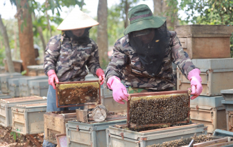 Rộn ràng mua thu hoạch mật ong ở cao nguyên