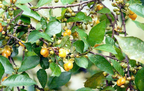 Nhớ thương trái duối tuổi thơ