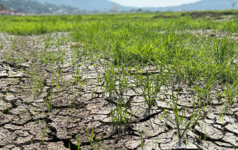 Hàng trăm hécta đất lúa ở Đắk Lắk bị bỏ hoang vì nhiễm mặn