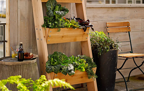 5 ý tưởng vườn rau thẳng đứng dành cho người mới bắt đầu