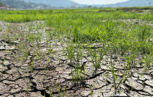 Hàng trăm hécta đất lúa ở Đắk Lắk bị bỏ hoang vì nhiễm mặn