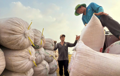 Philippines điều tra gạo nhập khẩu, doanh nghiệp Việt nói gì?