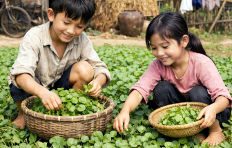 Còn thương rau má mọc sau vườn