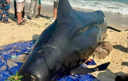 Cá voi nặng khoảng 2 tấn dạt vào bờ biển ở Đắk Lắk