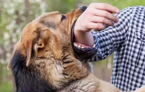 Đắk Lắk điều tra, giám sát vụ chó nghi dại cắn 5 người tại bãi tắm biển