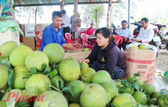 Australia mở cửa thị trường, bưởi Việt Nam sắp xuất khẩu lô đầu tiên