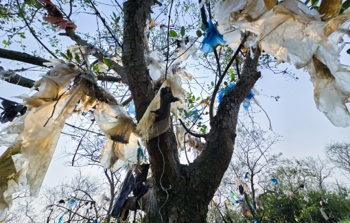 Rừng bần ven sông Lam 'ngộp thở' trong rác thải