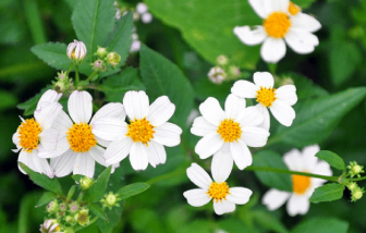 Xuyến chi mỏng manh cánh nhỏ