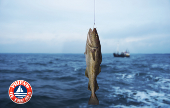 Bí quyết bổ sung omega-3 đúng chuẩn 'vừa tươi vừa tốt' để tăng cường sức khỏe