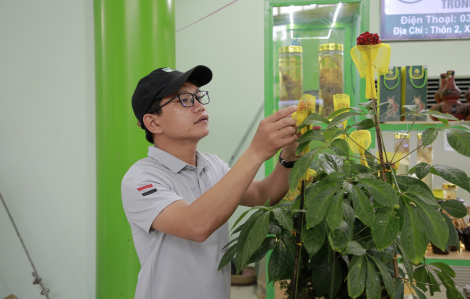 Đà Nẵng sẽ tổ chức chợ phiên sâm Ngọc Linh mỗi tháng một lần