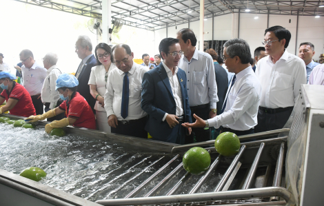 Vĩnh Long: Xuất khẩu lô bưởi da xanh đầu tiên sang thị trường Australia