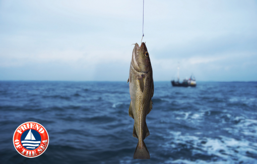 Bí quyết bổ sung omega-3 đúng chuẩn 'vừa tươi vừa tốt' để tăng cường sức khỏe