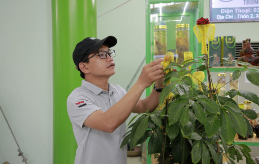 Đà Nẵng sẽ tổ chức chợ phiên sâm Ngọc Linh mỗi tháng một lần