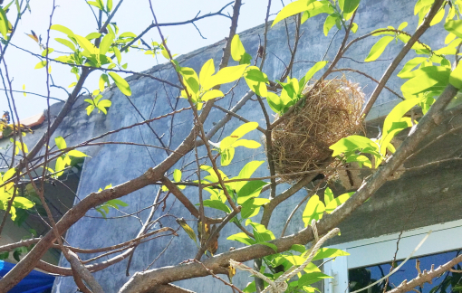 Mùa chim làm tổ