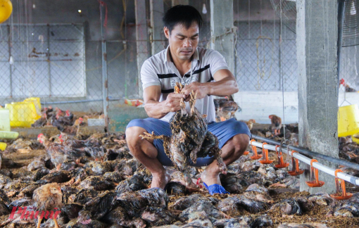 Người chăn nuôi Nghệ An mòn mỏi chờ hỗ trợ thiệt hại sau bão lũ