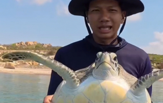 Lâm Đồng: Ngư dân thả rùa biển quý hiếm mắc lưới trở lại biển