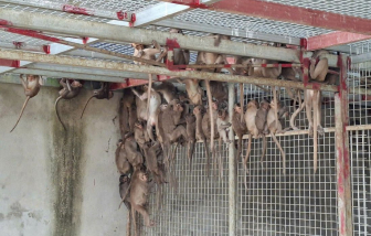 Bắt xe khách vận chuyển hàng trăm con chim hồng hoàng, rái cá và khỉ