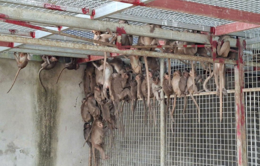 Bắt xe khách vận chuyển hàng trăm con chim hồng hoàng, rái cá và khỉ