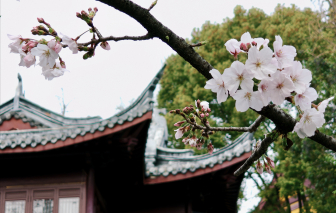 Nam Kinh vào mùa hoa đẹp nhất, thơ mộng nhất