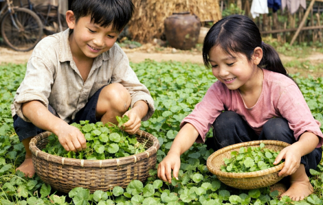 Còn thương rau má mọc sau vườn