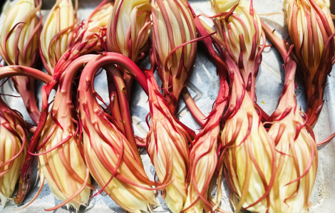 Hương quỳnh và miền ký ức có mẹ