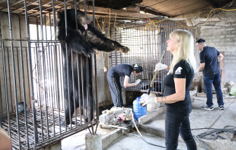 2 con gấu ngựa được 'giải cứu' sau hơn 20 năm nuôi nhốt trong lồng sắt