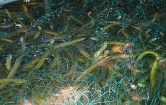 Cà Mau tồn khoảng 100 tấn lươn quá lứa vì không có đầu ra