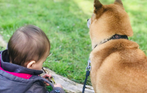 Người Việt ngày càng chịu chi cho thú cưng