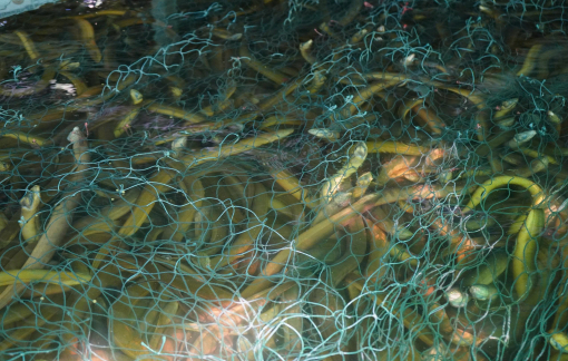 Cà Mau tồn khoảng 100 tấn lươn quá lứa vì không có đầu ra