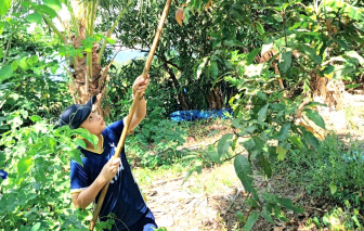 Bên gốc xoài nhớ tuổi thơ