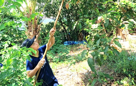 Bên gốc xoài nhớ tuổi thơ