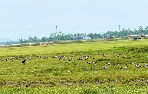 Đàn cò hàng trăm con trong Sách đỏ Việt Nam bay về ruộng kiếm ăn