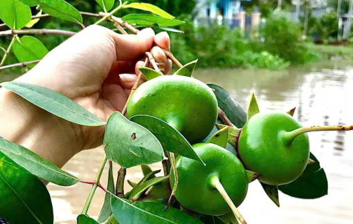 Thương trái bần xanh quê mình