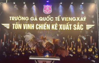 Đường dây tổ chức đánh bạc dưới hình thức chọi gà giao dịch ngàn tỉ hoạt động thế nào?