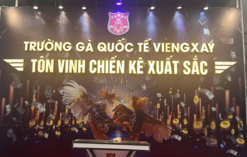 Đường dây tổ chức đánh bạc dưới hình thức chọi gà giao dịch ngàn tỉ hoạt động thế nào?