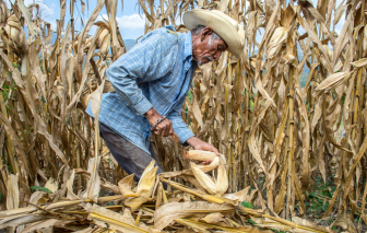 Đứt gãy nguồn cung phân bón, an ninh lương thực toàn cầu bị đe dọa