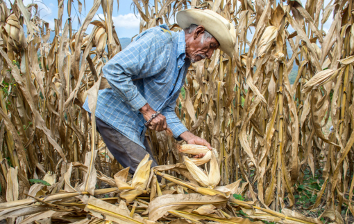 Đứt gãy nguồn cung phân bón, an ninh lương thực toàn cầu bị đe dọa