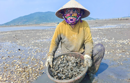 Hàng trăm tấn nghêu chết trắng đầm trước ngày thu hoạch
