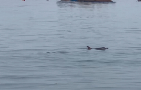 Cá heo bơi sát cảng ở Lý Sơn, người dân hiếu kỳ đứng xem