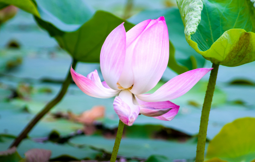 Quà mùa hạ