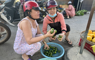 Chanh tăng giá gấp 3 vẫn khó mua được trái ngon