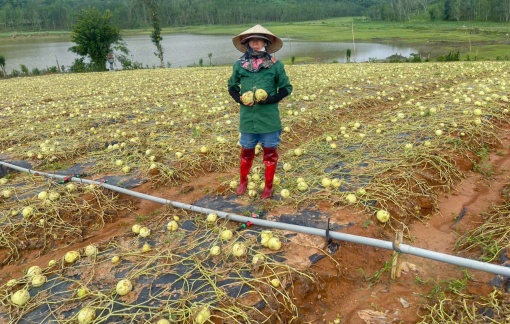 Nước mắt của người nông dân trước ruộng dưa tan hoang vì mưa đá