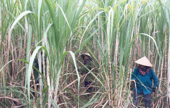 Ân tình ngọt ngào