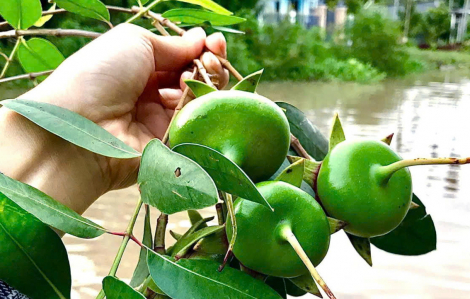 Thương trái bần xanh quê mình